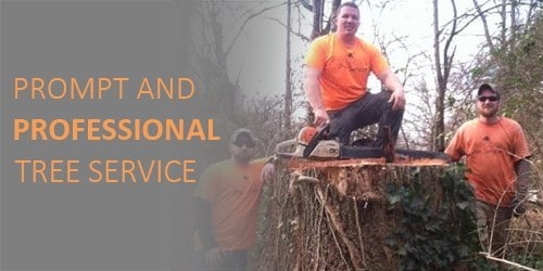 Tree Service owner in Knoxville TN